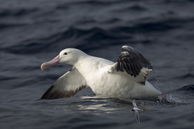 Southern Royal Albatross