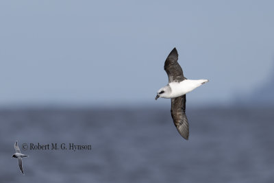 White-headed Petrel