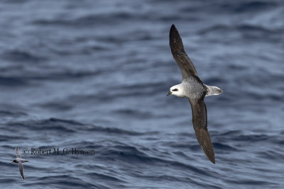 White-headed Petrel