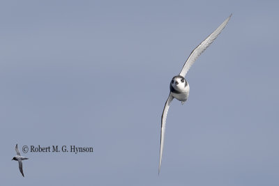 Blue Petrel