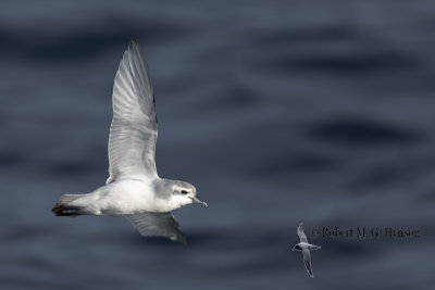 Slender-billed Prion