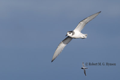 Blue Petrel