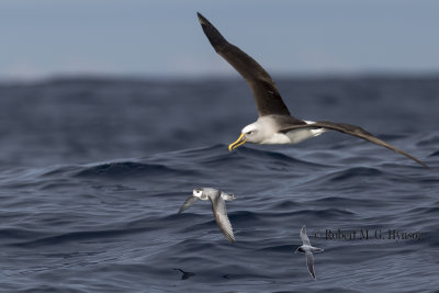 Buller's Albatross & Blue Petrel