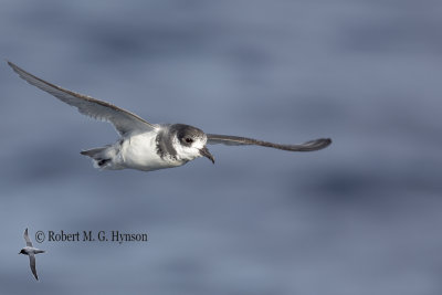 Blue Petrel