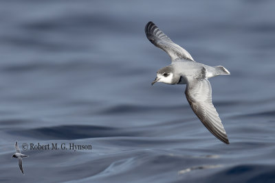 Blue Petrel