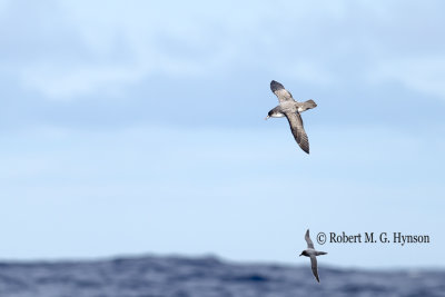 Grey Petrel