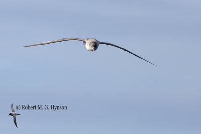 Grey Petrel