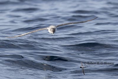 Grey Petrel