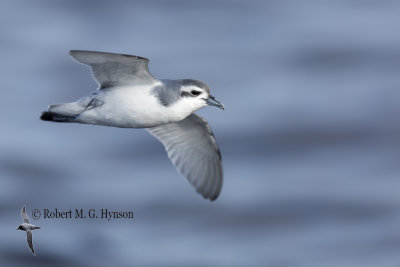 Slender-billed Prion