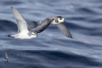 Blue Petrel & Slender-billed Prion