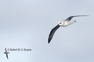 White-headed Petrel