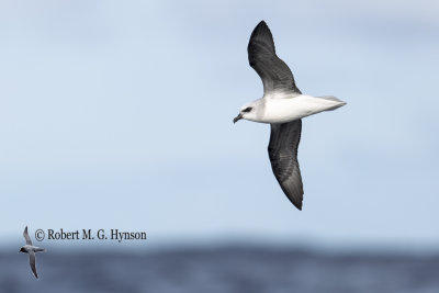 White-headed Petrel