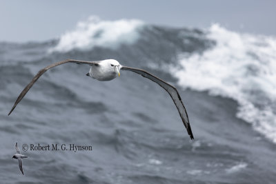 Shy Albatross