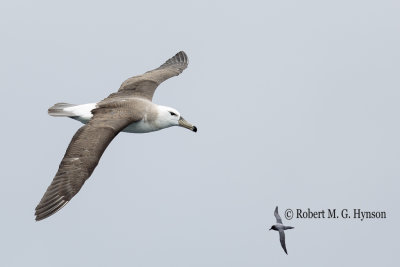 Black-browed Albatross