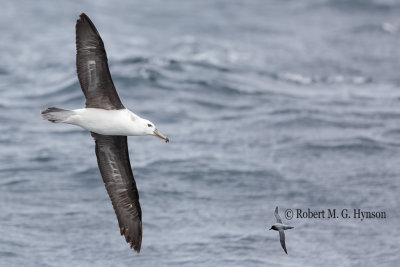 Black-browed Albatross