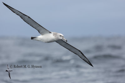 Shy Albatross