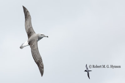 Shy Albatross