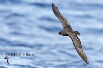 Black Petrel