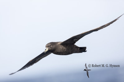 black_petrel