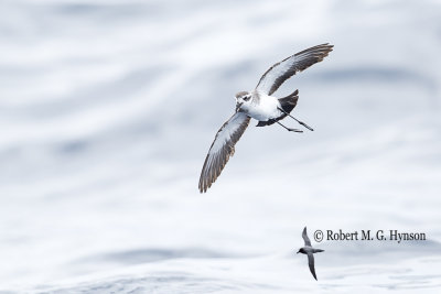 whitefaced_stormpetrel