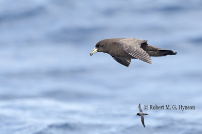 Black Petrel