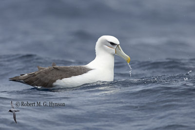 Shy Albatross