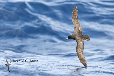 Black Petrel