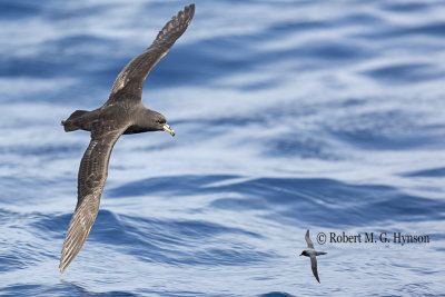 Black Petrel