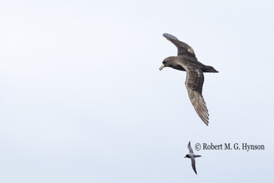 Black Petrel