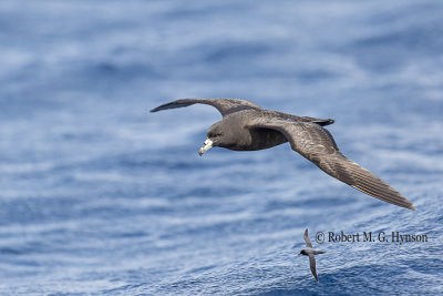 Black Petrel