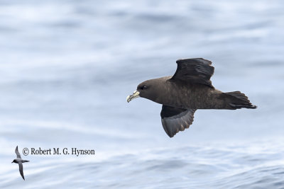 White-cinned Petrel