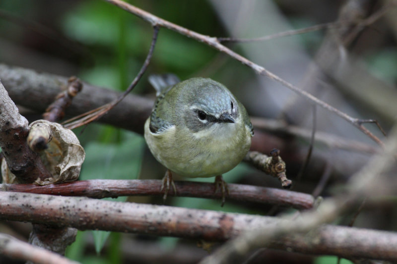 black throated blue warbler 6771s.jpg