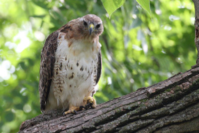 Red Tail Hawk at the Morton Arboretum