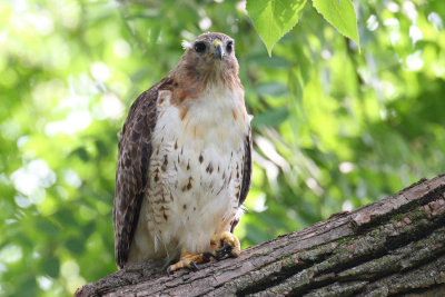 red tailed hawk 1151p.jpg