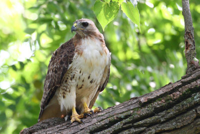 red tailed hawk 1176p.jpg