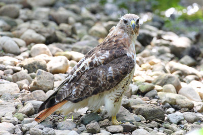 red tailed hawk 1223p.jpg