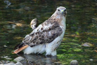 red tailed hawk 1243p.jpg