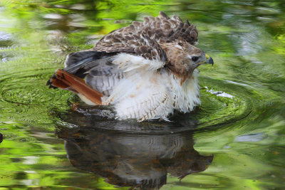 red tailed hawk 1271p.jpg