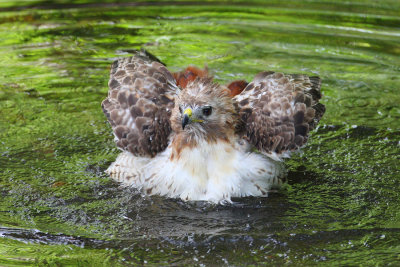 red tailed hawk 1278p.jpg