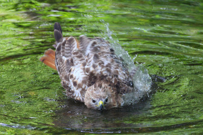 red tailed hawk 1282p.jpg