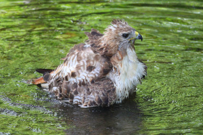 red tailed hawk 1291p.jpg