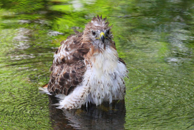 red tailed hawk 1303p.jpg