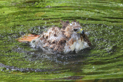 red tailed hawk 1320p.jpg