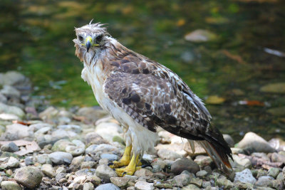 Red Tail Hawk at the Morton Arboretum