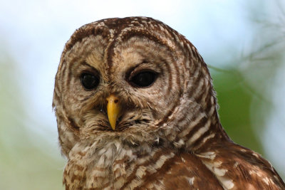 barred owl - face 4573sp.jpg