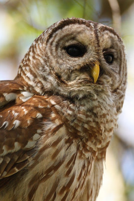 barred owl - face 4633sp.jpg