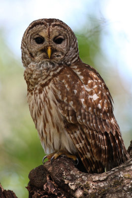 barred owl 4577sp.jpg