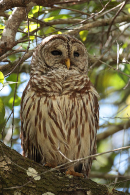 barred owl 4589sp.jpg