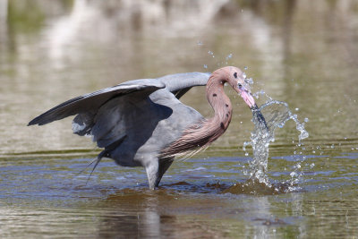 Birds at Everglades National Park