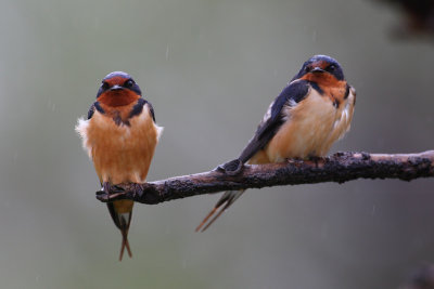 Birds at Magee Marsh